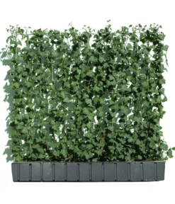 Hecke am laufenden Meter® 'Woerneri' - Efeu, ca. 100 cm