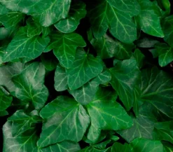 Hecke am laufenden Meter® 'Woerneri' - Efeu, ca. 180 cm