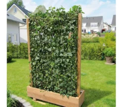 Hecke am laufenden Meter® 'Woerneri' - Efeu, ca. 180 cm