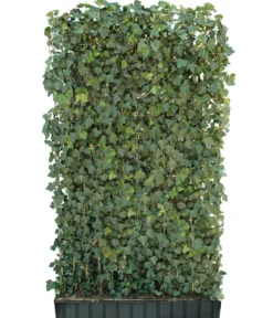 Hecke am laufenden Meter® 'Woerneri' - Efeu, ca. 200 cm