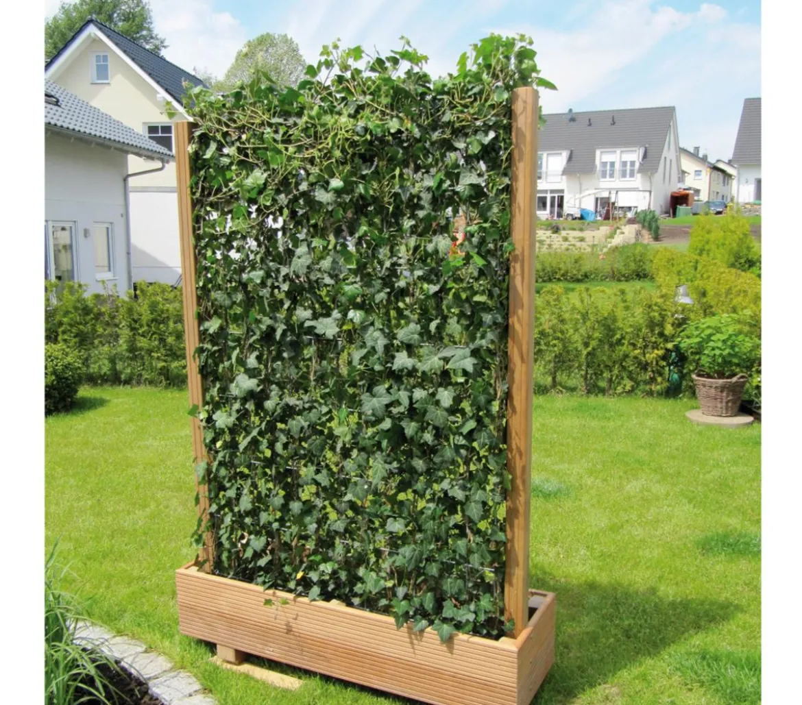 Hecke am laufenden Meter® 'Woerneri' - Efeu, ca. 200 cm