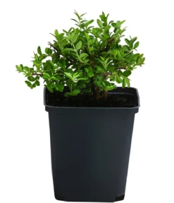 Heckenmyrte