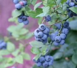 Heidelbeere 'Hardyblue'