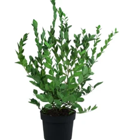 Heidelbeere 'Hardyblue'