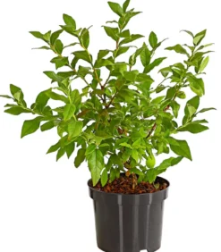 Heidelbeere 'Hortblue Petite®'