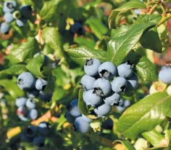 Heidelbeere 'Hortblue Petite®'