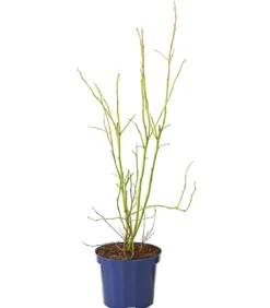 Heidelbeere 'Hortblue Petite®'