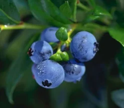 Heidelbeere 'Hortblue Petite®'