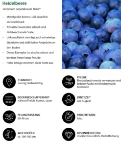 Heidelbeere 'Reka®'