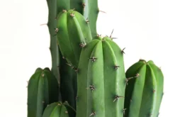 Heidelbeerkaktus - Myrtillocactus geometrizans