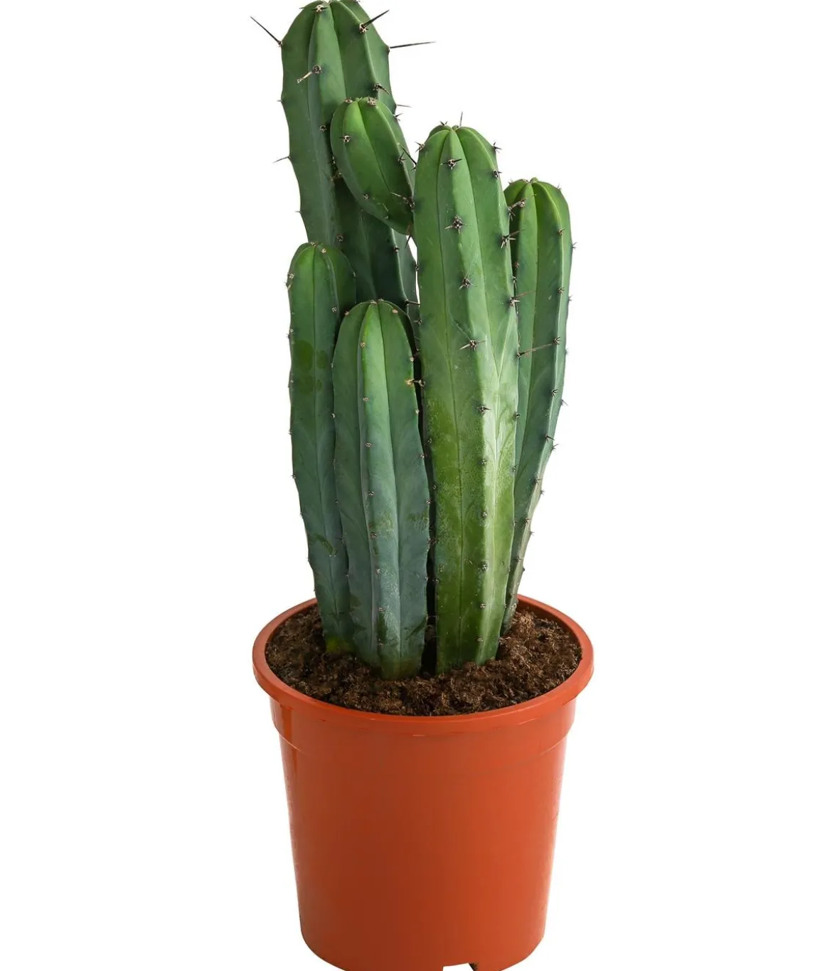 Heidelbeerkaktus - Myrtillocactus geometrizans