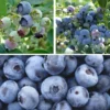 Heidelbeer-Set Blaubeer-Genuss, 3-teilig