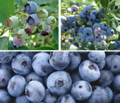 Heidelbeer-Set Blaubeer-Genuss, 3-teilig
