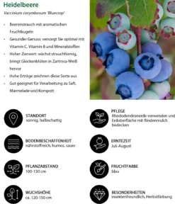 Heidelbeer-Set Blaubeer-Genuss, 3-teilig