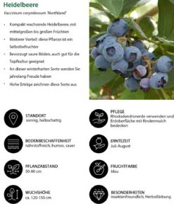 Heidelbeer-Set Blaubeer-Liebe, 4-teilig