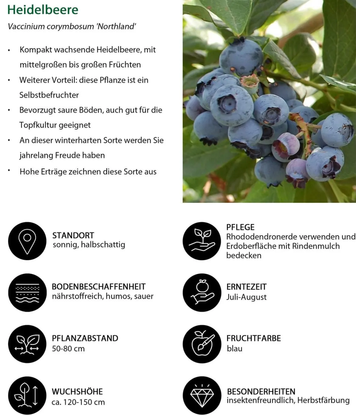 Heidelbeer-Set Blaubeer-Liebe, 4-teilig