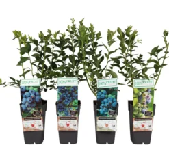 Heidelbeer-Set Blaubeer-Liebe, 4-teilig
