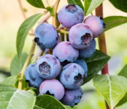 Heidelbeer-Set Blaubeer-Liebe, 4-teilig