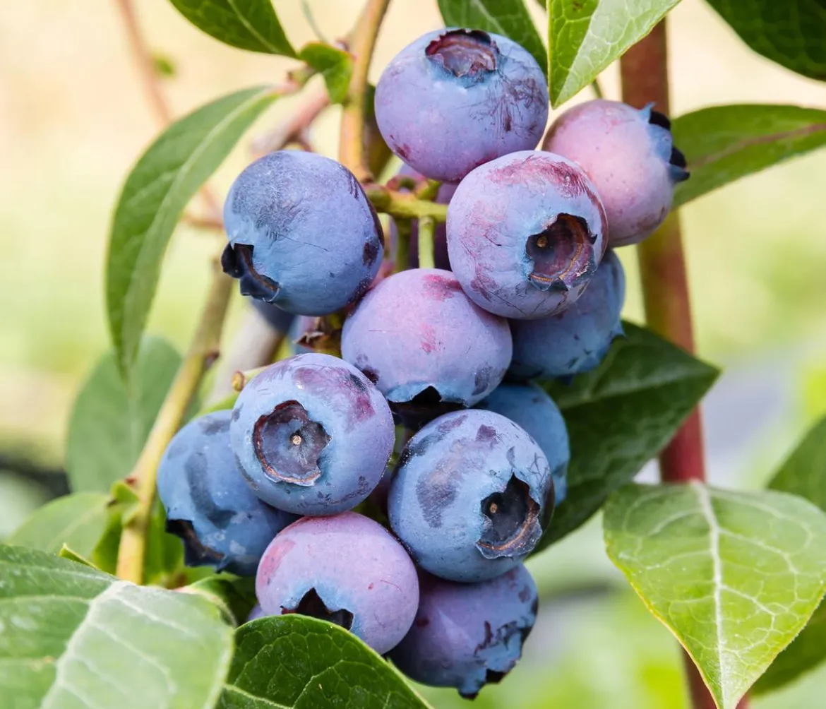 Heidelbeer-Set Blaubeer-Liebe, 4-teilig