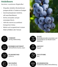 Heidelbeer-Set Blaubeer-Liebe, 4-teilig