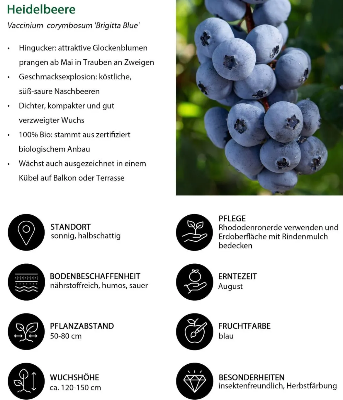 Heidelbeer-Set Blaubeer-Liebe, 4-teilig