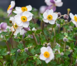 Herbst-Anemone, verschiedene Sorten