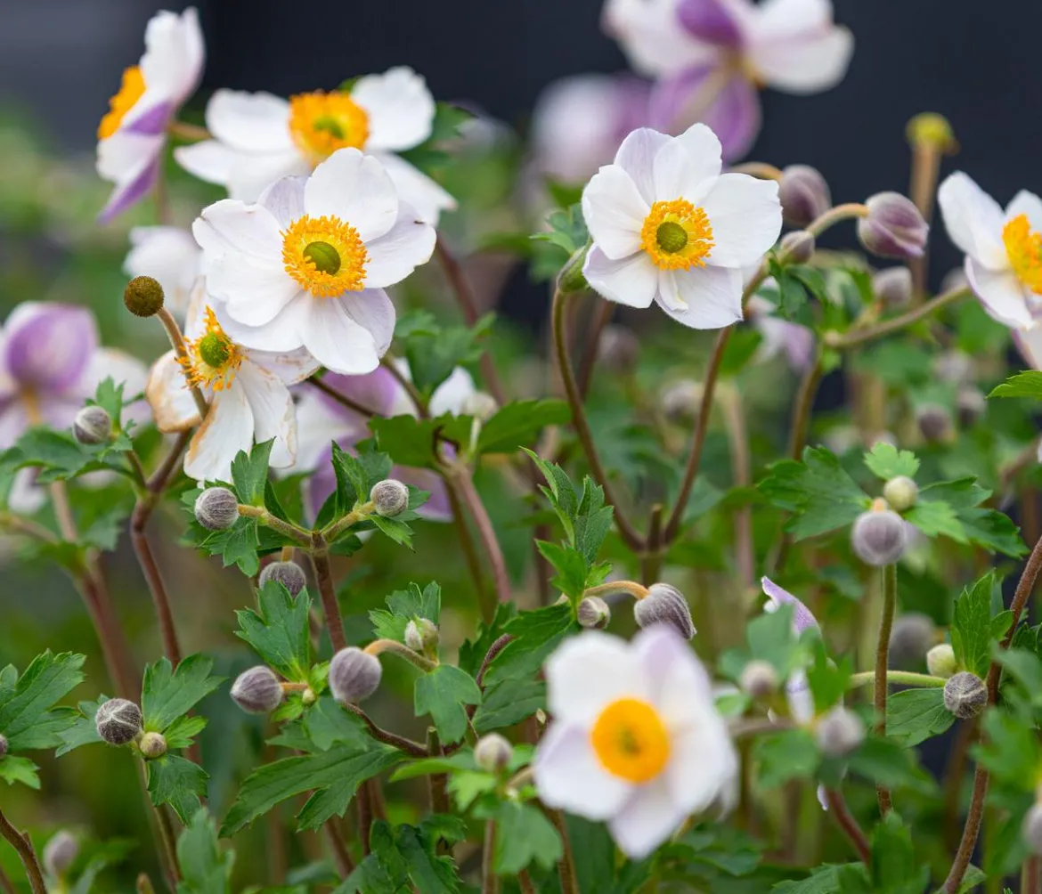 Herbst-Anemone, verschiedene Sorten