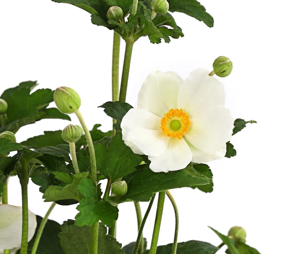 Herbst-Anemone, verschiedene Sorten