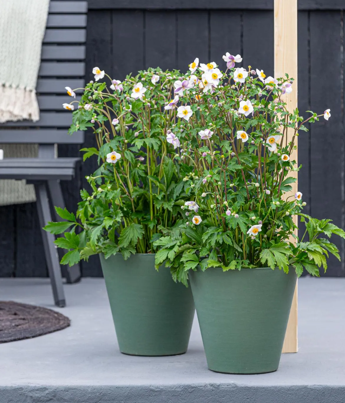Herbst-Anemone, verschiedene Sorten