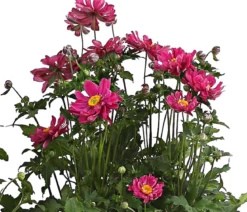 Herbst-Anemone, verschiedene Sorten