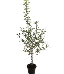 Herbstapfel 'Alkmene'