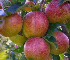 Herbstapfel 'Braeburn'