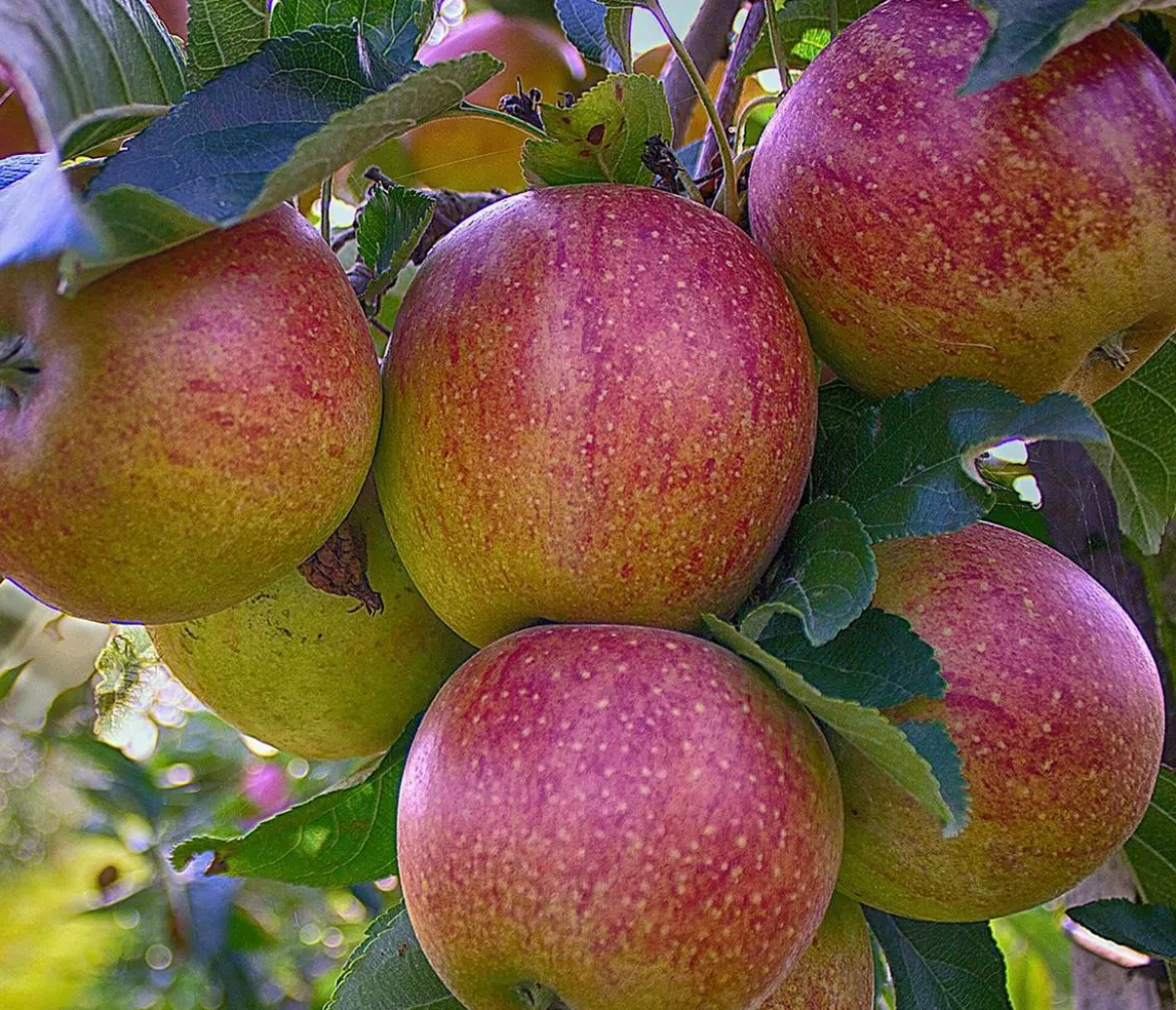Herbstapfel 'Braeburn'