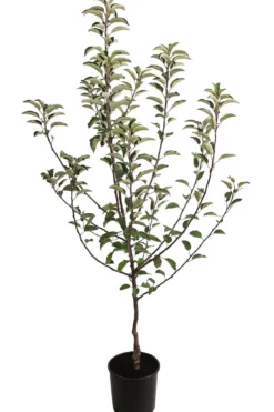 Herbstapfel 'Braeburn'