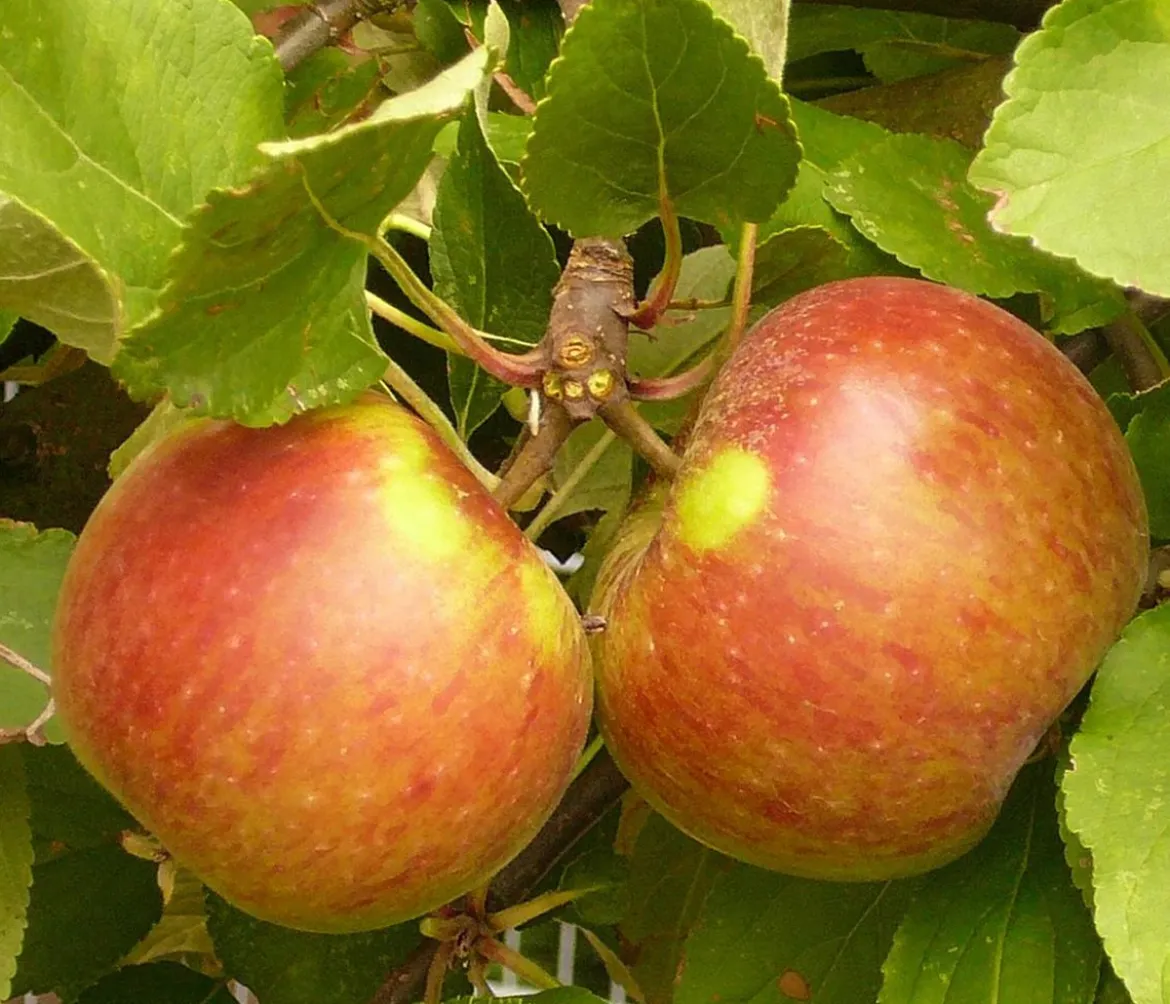 Herbstapfel 'Elstar'