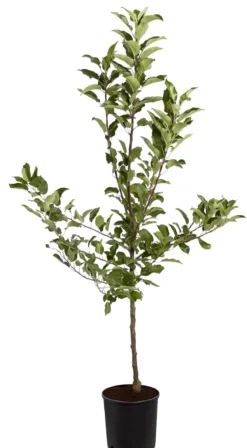 Herbstapfel 'Elstar'