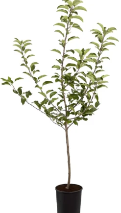 Herbstapfel 'Gala'
