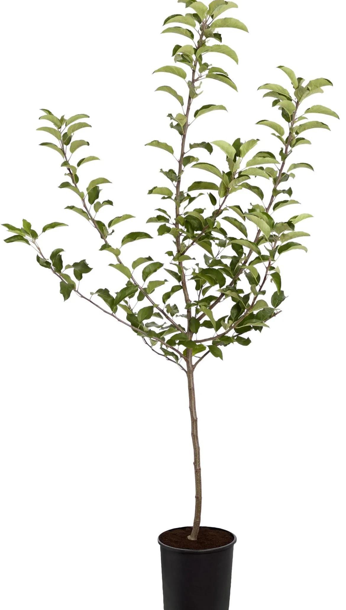 Herbstapfel 'Gala'