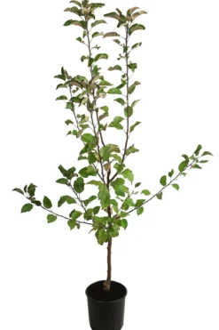 Herbstapfel 'Gerlinde'