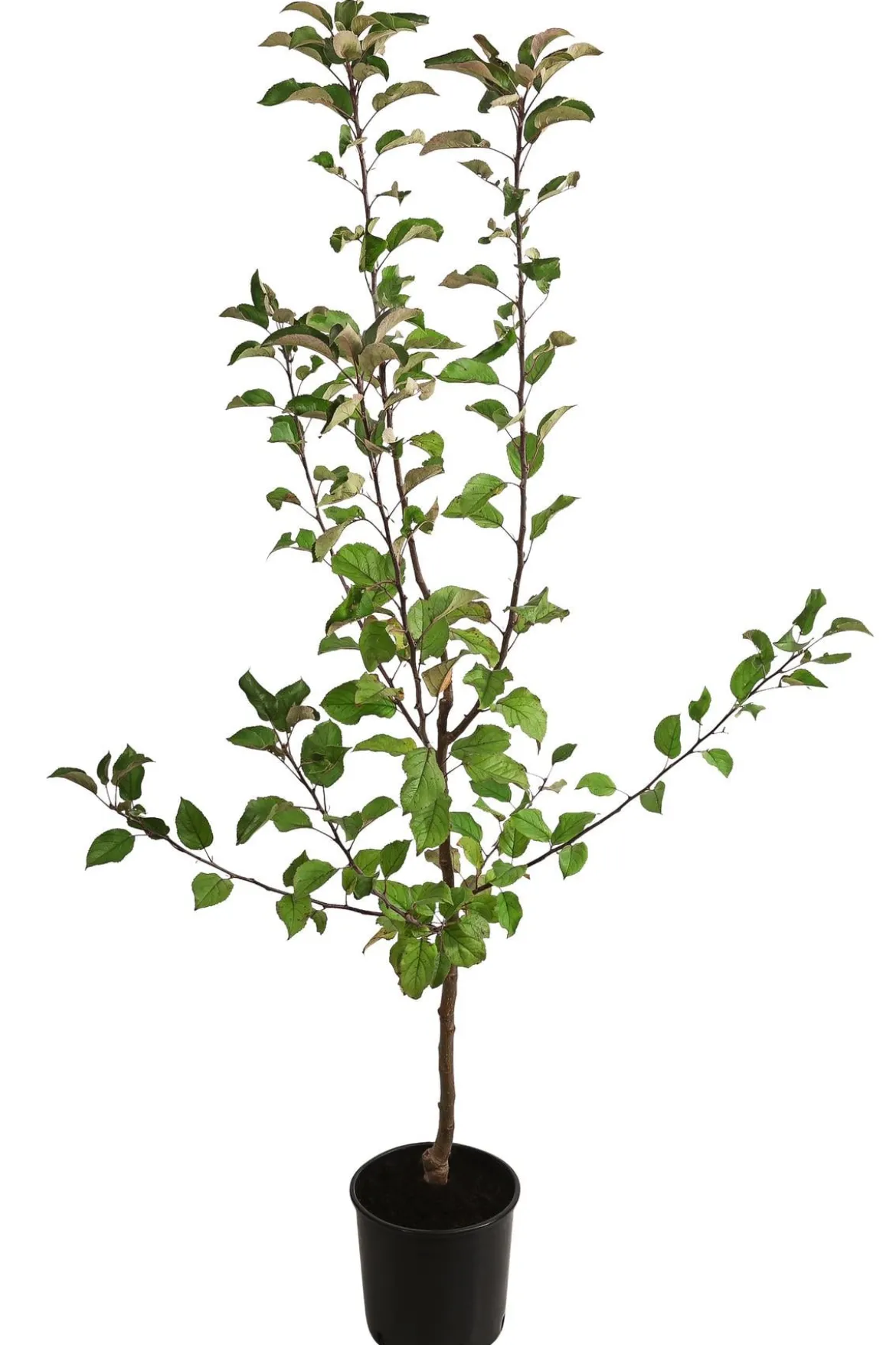 Herbstapfel 'Gerlinde'