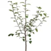 Herbstapfel 'Jakob Fischer'