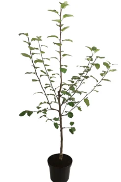 Herbstapfel 'Jakob Fischer'