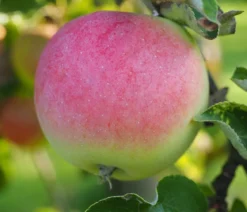 Herbstapfel 'Jakob Fischer'