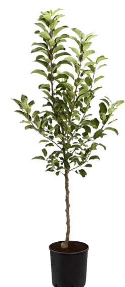 Herbstapfel 'Rebella'