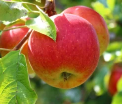 Herbstapfel 'Rebella'