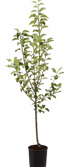 Herbstapfel 'Rubinola'