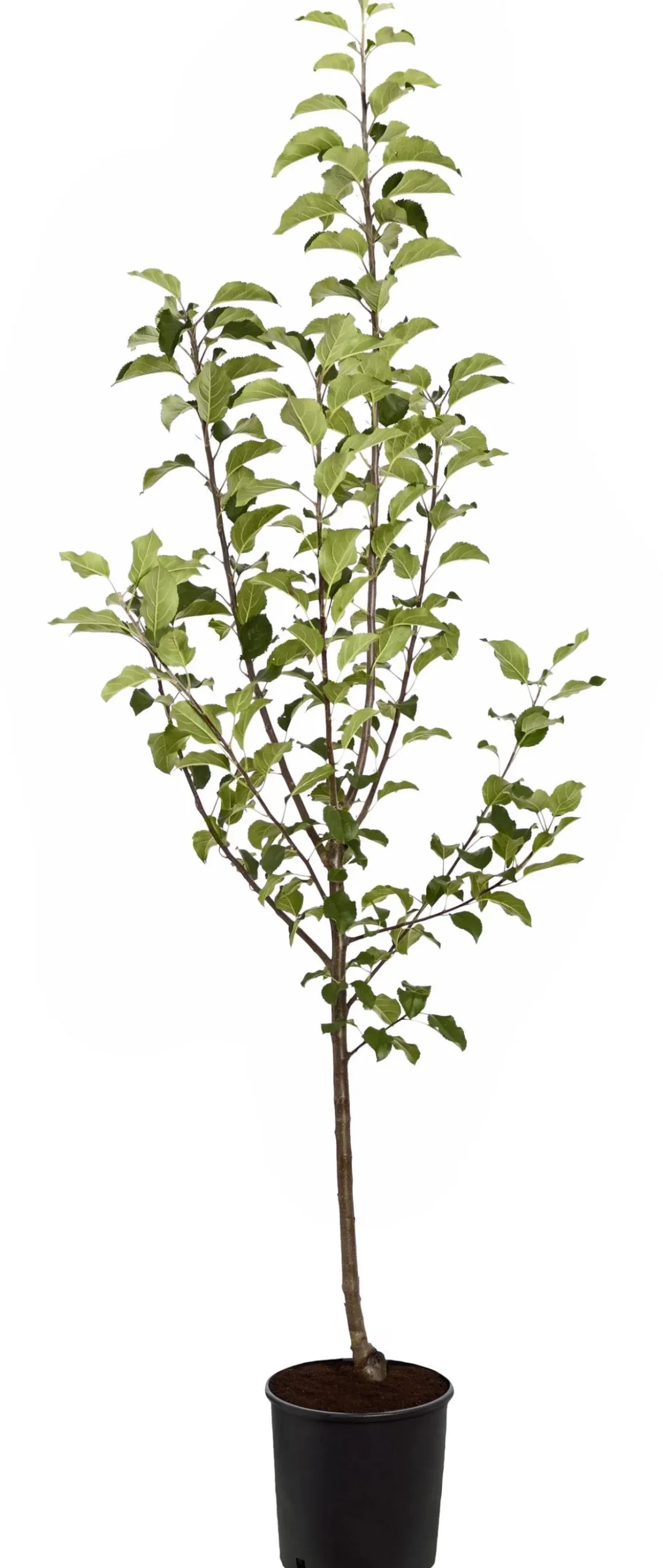 Herbstapfel 'Rubinola'