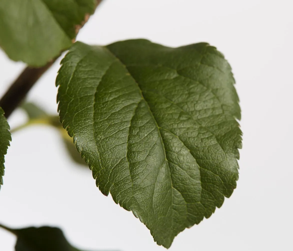 Herbstapfel 'Rubinola'