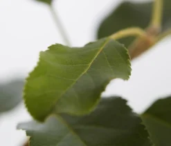 Herbstapfel 'Topaz'