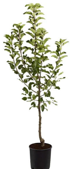 Herbstapfel 'Topaz'